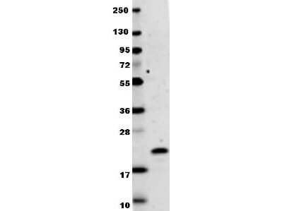 Anti-human IL-29 antibody in western blot shows detection of recombinant human IL-29 raised in E