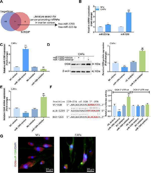miR-1290 directly targets OGN and inhibits OGN expression ( A ) Targetscan, miRDIP, and literature search methods were used to search for miRNAs that might target OGN and serve as oncogenic miRNAs, and two miRNAs (miR-223-3p and miR-1290) were obtained