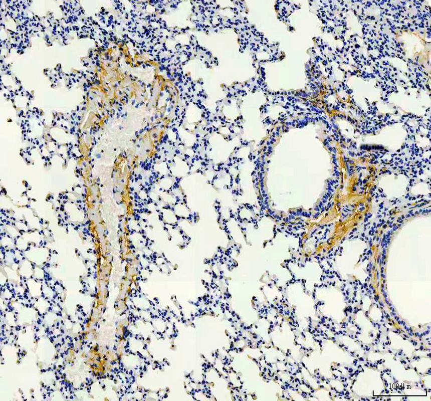 a07061 1 oif primary antibodies ihc testing 1