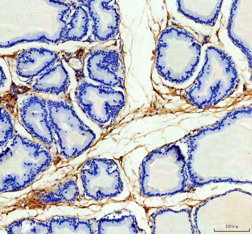 a07061 1 oif primary antibodies ihc testing 2