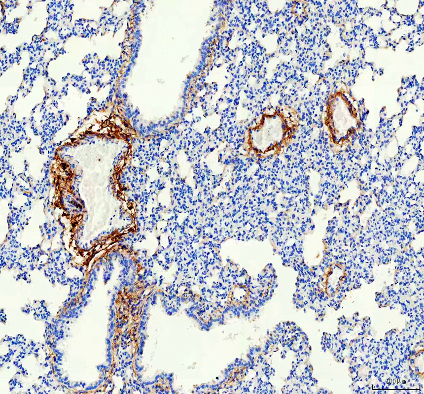 a07061 1 oif primary antibodies ihc testing 3