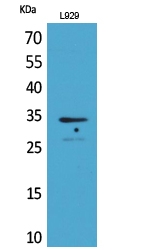 Western blot analysis of L929 cells using Osteoglycin Polyclonal Antibody