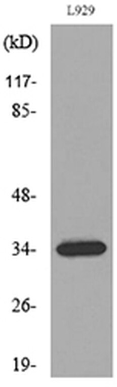 Western blot analysis of lysate from L929 cells, using OGN Antibody