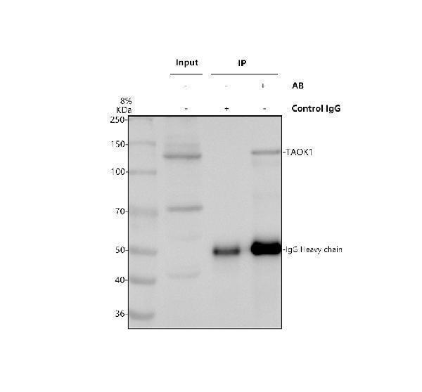 a07063 1 taok1 primary antibodies ip testing 1