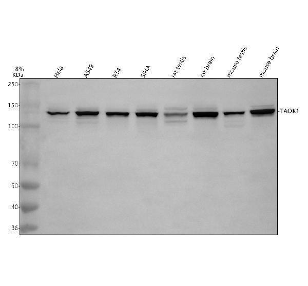 a07063 1 taok1 primary antibodies wb testing 1