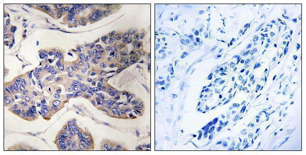 a07063 taok1 primary antibodies ihc testing 1
