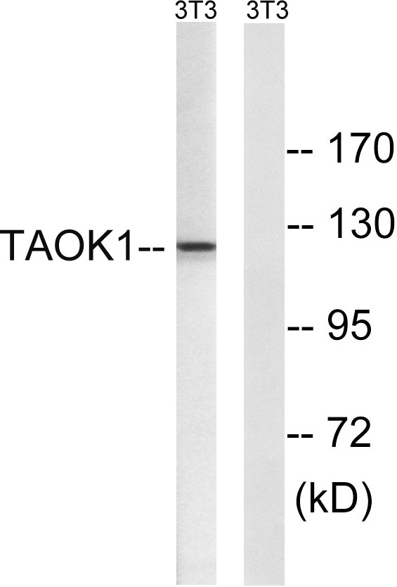 a07063 taok1 primary antibodies wb testing 2