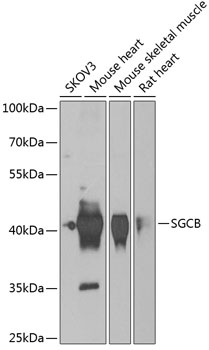 a07064 1 sgcb primary antiboties wb testing 1