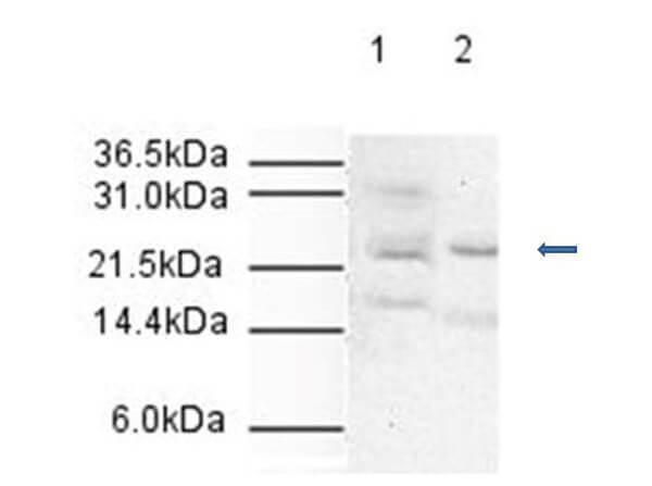 a07065 1 anapc10 primary antibodies wb testing 2