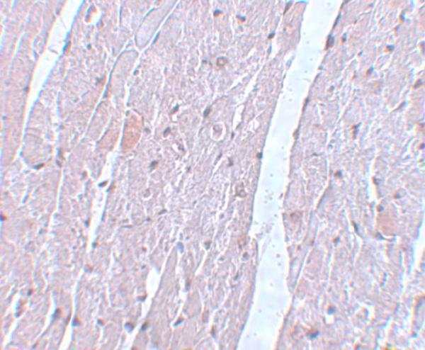 Immunohistochemistry of APC10 in mouse heart tissue with APC10 antibody at 5 μg/mL