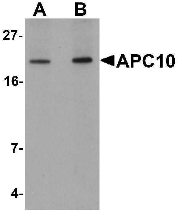 Western blot analysis of APC10 in mouse heart tissue lysate with APC10 antibody at (A) 1 and (B) 2 μg/mL