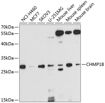 a07069 chmp1b primary antiboties wb testing 1