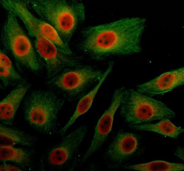 IF analysis of GABPB1 using anti-GABPB1 antibody (A07070-1) and anti-Alpha Tubulin antibody (M03989-3)