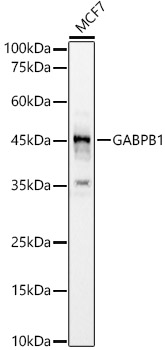 Western blot analysis of MCF7, using GABPB1 antibody  at 1:640 dilution