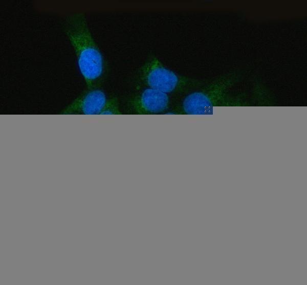 a07074 2 rrbp1 primary antibodies if testing 4