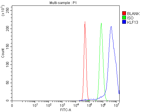 a07076 2 klf13 primary antibodies fcm testing 4