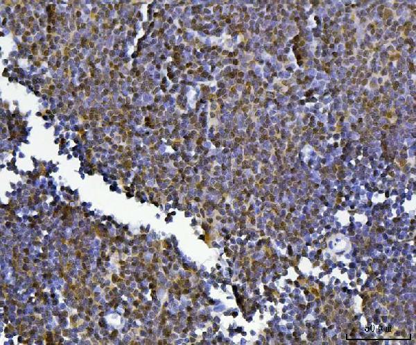  IHC analysis of KLF13 using anti-KLF13 antibody (A07076-2)
