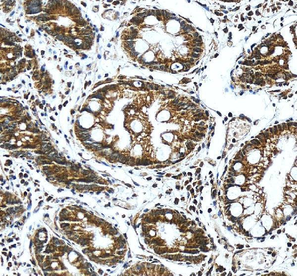 IHC analysis of KLF13 using anti-KLF13 antibody (A07076-2)