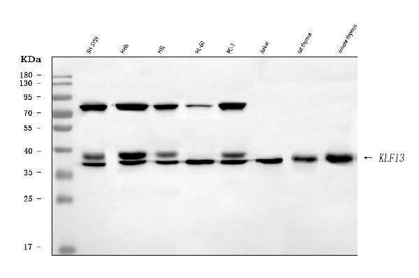  Western blot analysis of KLF13 using anti-KLF13 antibody (A07076-2)