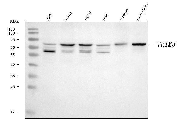  Western blot analysis of TRIM3 using anti-TRIM3 antibody (A07081-2)