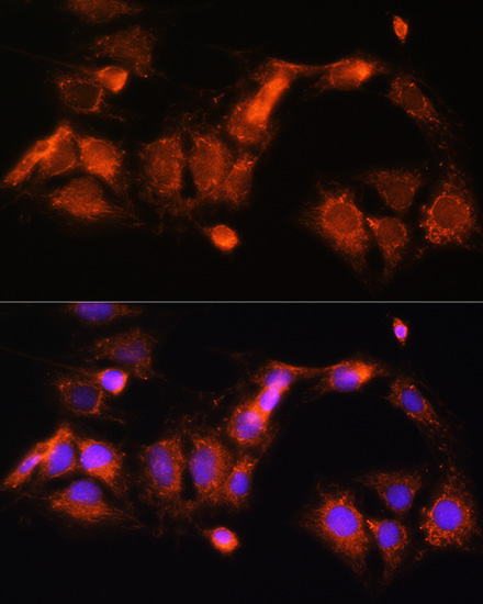Immunofluorescence analysis of C6 cells using GCSH Rabbit pAb  at dilution of 1:100 