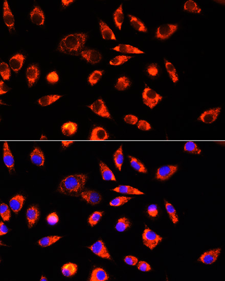 Immunofluorescence analysis of L929 cells using GCSH Rabbit pAb  at dilution of 1:100 