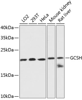 Western blot analysis of extracts of various cell lines, using GCSH antibody  at 1:3000 dilution