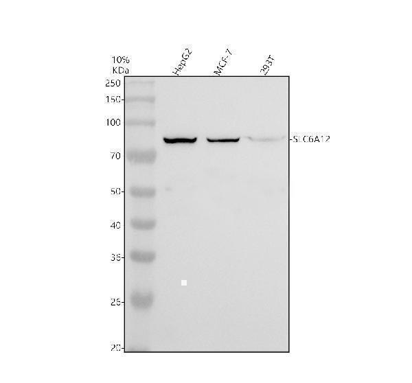 Western blot analysis of SLC6A12 using anti-SLC6A12 antibody (A07083-1)