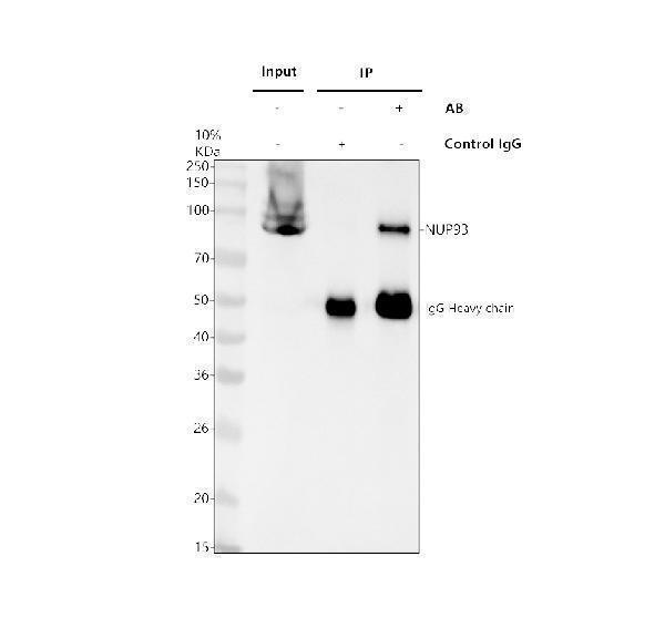 a07090 1 nup93 primary antibodies ip testing 1