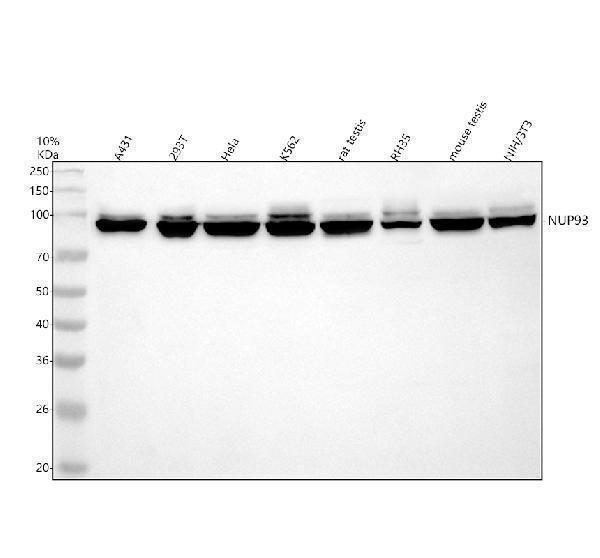Western blot analysis of NUP93 using anti-NUP93 antibody (A07090-1)