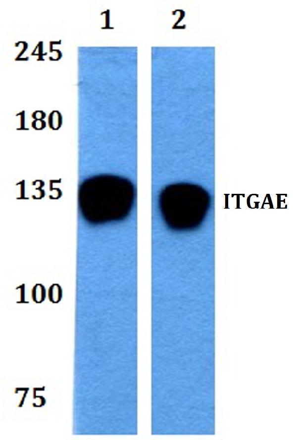 a07091 itgae primary antiboties wb testing 1