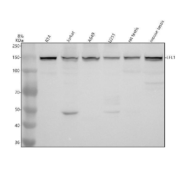 a07093 1 efl1 primary antibodies wb testing 1