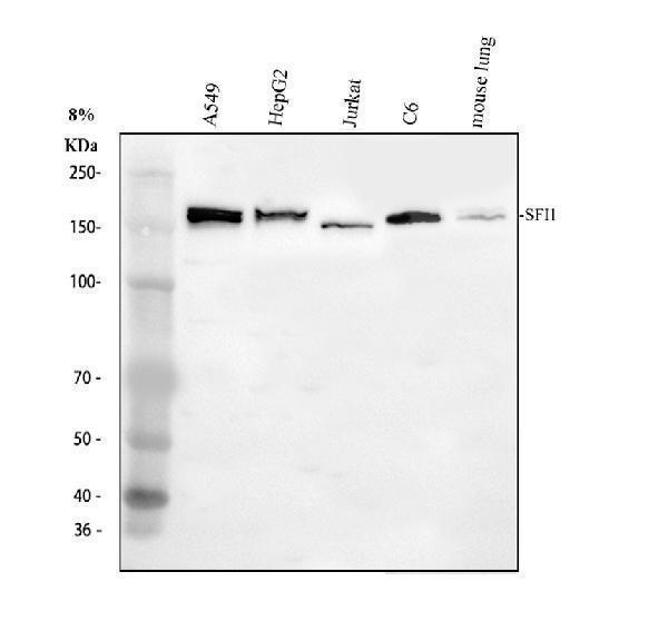 a07097 1 sfi1 primary antibodies wb testing 1