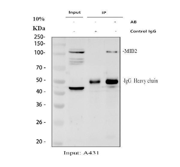 a07098 1 mib2 primary antibodies ip testing 1