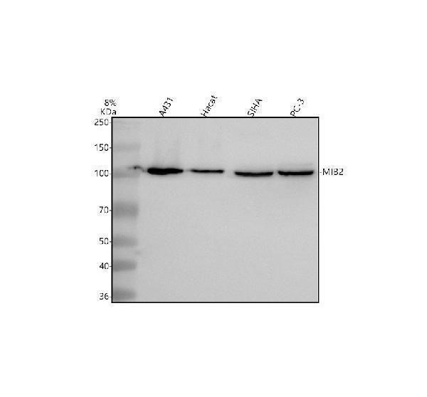 a07098 1 mib2 primary antibodies wb testing 1