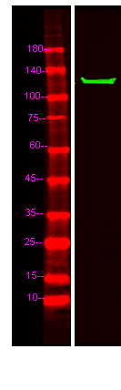 a07098 mib2 primary antibodies wb testing 1