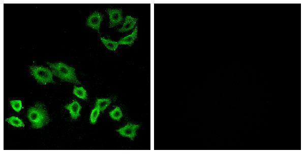 Immunofluorescence analysis of A549 cells, using RhoH Antibody