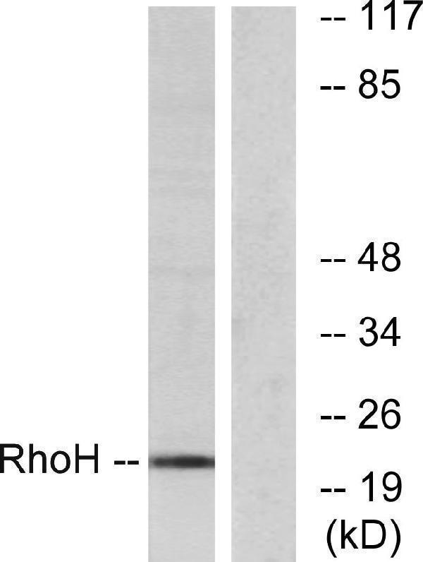 a07101 rhoh primary antibodies wb testing 3