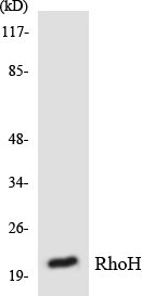 Western blot analysis of the lysates from RAW264