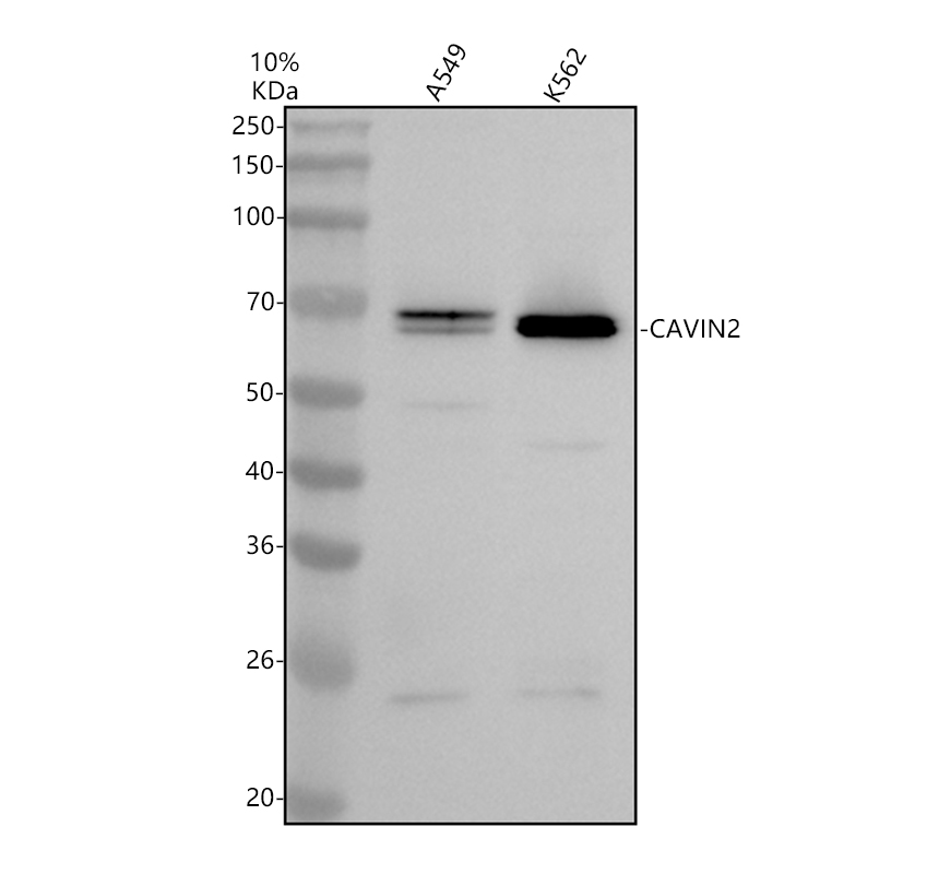 a07104 3 cavin2 primary antibodies wb testing 1