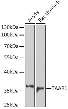 a07105 taar1 primary antiboties wb testing 1