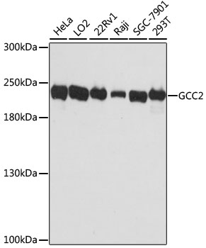 a07107 gcc2 primary antiboties wb testing 1