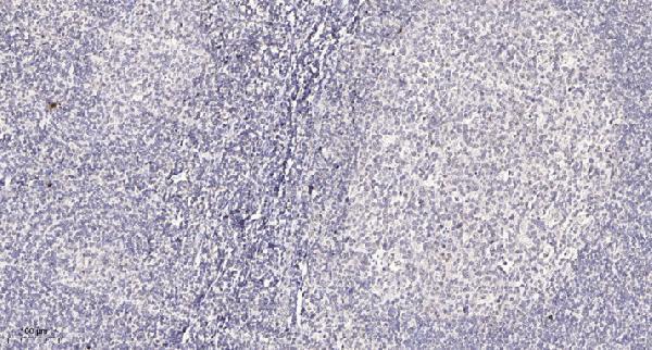 a07108 iqcb1 primary antibodies ihc testing 1