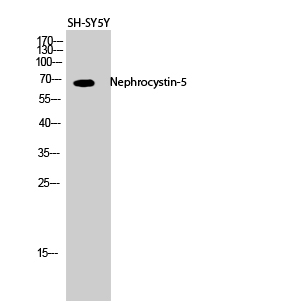a07108 iqcb1 primary antibodies wb testing 2