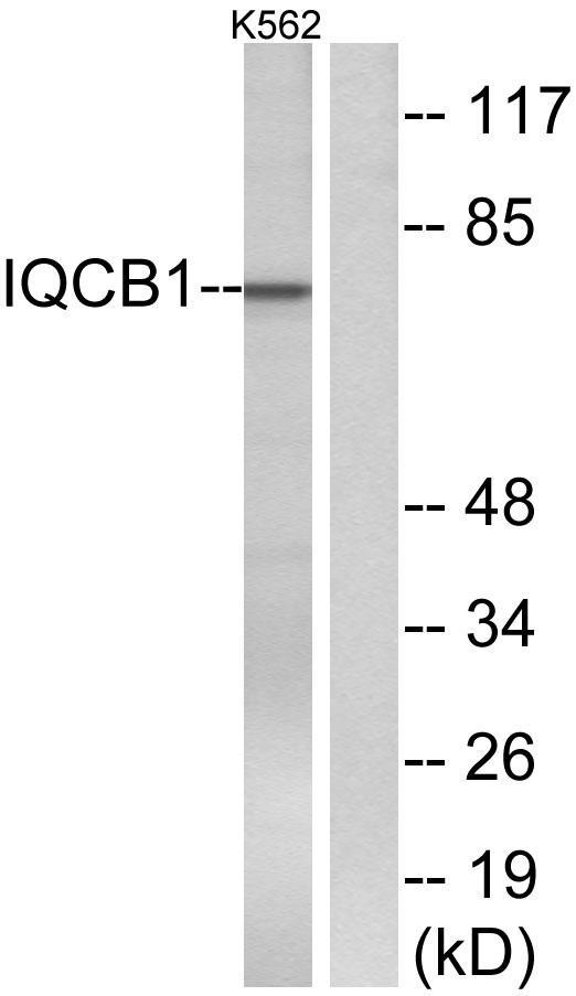 a07108 iqcb1 primary antibodies wb testing 3
