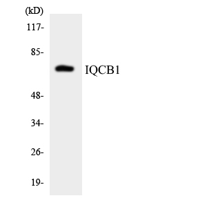 a07108 iqcb1 primary antibodies wb testing 4