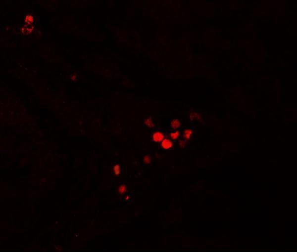 a07110 gbp5 primary antibodies if testing 3