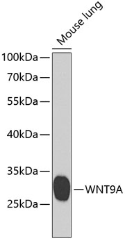 a07111 wnt9a primary antiboties wb testing 1