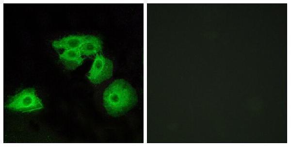 Immunofluorescence analysis of HeLa cells, using ADORA3 Antibody