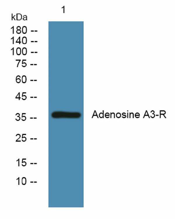 Western blot analysis of lysates from U2OS cells, primary antibody was diluted at 1:1000, 4°C over night